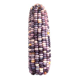 仓鼠零食磨牙小玉米棒金丝熊夏季主粮食饲料造景用品吃的食物大全