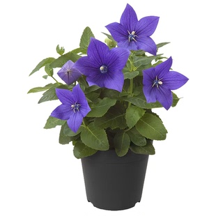 中华桔梗种子铃铛花籽多年生室外阳台盆栽春秋播耐寒耐热宿根花籽