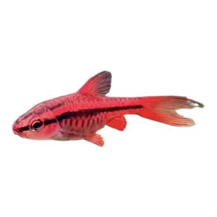 热带鱼观赏鱼斑马鱼精品孔雀鱼黑尾大勾小型鱼活体淡水鱼好养耐活