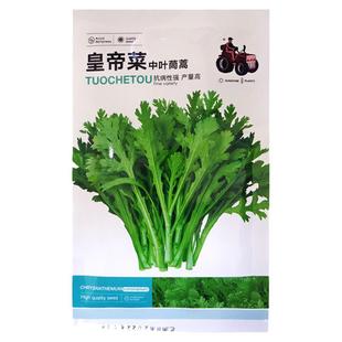 皇帝菜中叶茼蒿种子青菜种籽春菊菜种茼蒿菜种籽种四季蔬菜孑菜籽