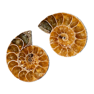 天然海螺化石切面摆件玉化斑彩菊螺古生物化石矿物标本收藏奇石