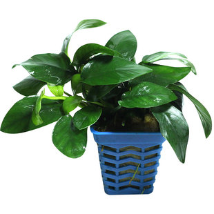 活体懒人水草鱼缸水族箱造景装饰辣椒黄金榕瓦利斯榕水榕易活