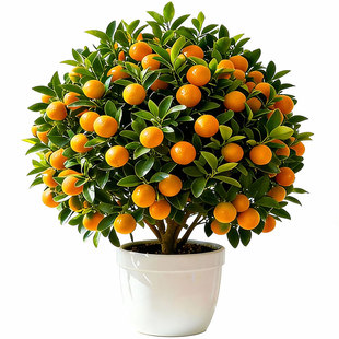 四季金桔树苗盆栽带果可食用客厅招财植物室内外小橘子盆景年宵花