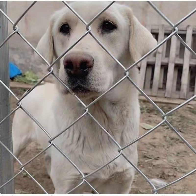 镀锌铁丝网围栏隔离防护网勾花网养狗护栏钢丝网养殖网