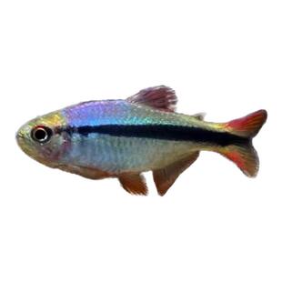 皇室青魔鬼灯鱼南美热带观赏鱼血翅南帝灯红月可卡红尾科佩依群游