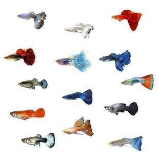 孔雀鱼活鱼观赏鱼耐活鱼苗小型热带鱼淡水冷水好养大型临产孕母鱼