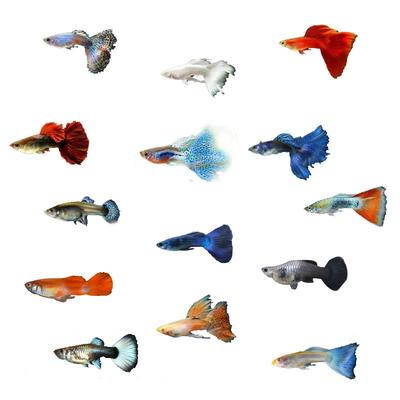 yee孔雀鱼小型观赏鱼淡水热带