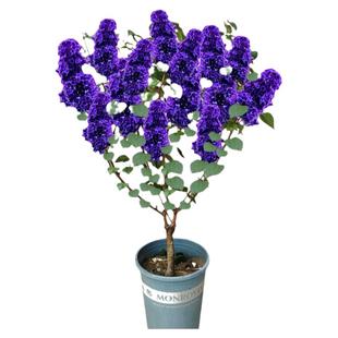 欧洲丁香花树苗盆栽小苗紫色四季花卉别墅阳台庭院绿植物花苗浓香