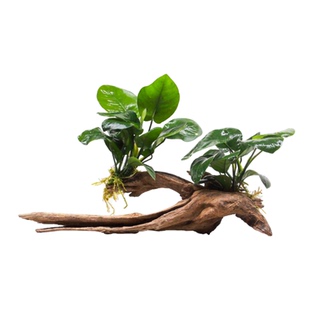 水榕沉木鱼缸造景专用大叶水草活体挺水型淡水植物净水增氧懒人草