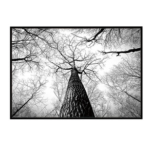 笔直参天大树软装饰画黑白色调风景晶瓷画餐厅长方形横向单幅挂画