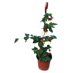 灯笼花藤本爬藤植物盆栽蔓性风铃花室内外庭院观花绿植四季好养