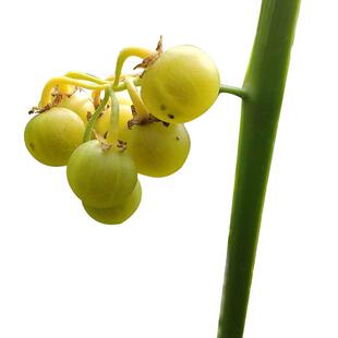 野生龙葵种子黄悠悠种籽天天黑龙葵籽四季播阳台盆栽庭院水果种子