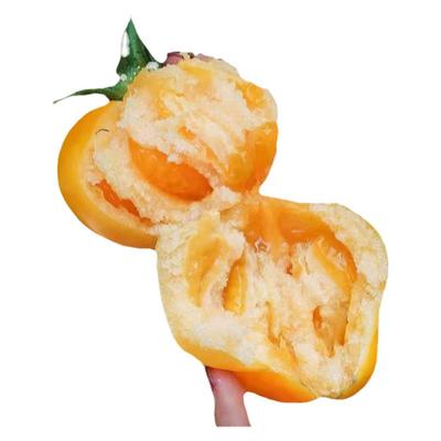 五原沙瓤黄柿子现摘现发