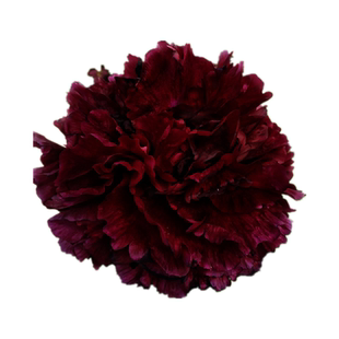 黑牡丹花苗正宗菏泽观赏树苗进口带花苞盆栽重瓣洛阳精品黑豹真品