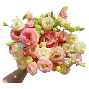 洋桔梗鲜花花束重瓣云南鲜花基地直发白紫色洋桔梗水养插花鲜切花