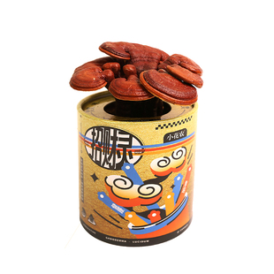 活灵芝盆栽真罐头植物盆景蘑菇种植包儿童种植小盆栽招财桃花如意