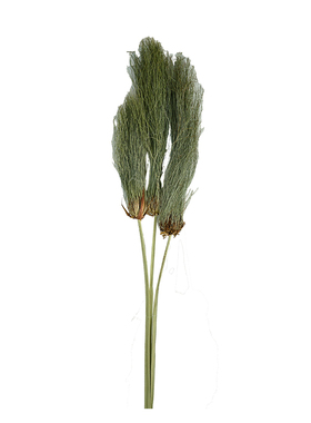 子纱草侘寂插花设计小众植物软装
