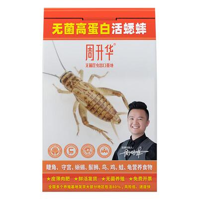 无菌活体白蟋蟀油葫芦针头蟋蟀