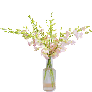 粉色洋兰鲜花云南基地直发千代兰鲜切花家用水养插花家用观赏花束