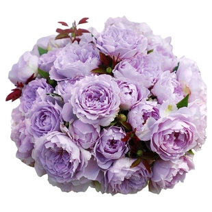 海蒂的花园 浅粉色空蒙月季浓香切花灌木抗病好阳台盆栽花卉植物