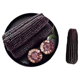 东北黑玉米真空装黑糯花青素香糯饱腹营养早餐粗粮当季美味甜糯鲜