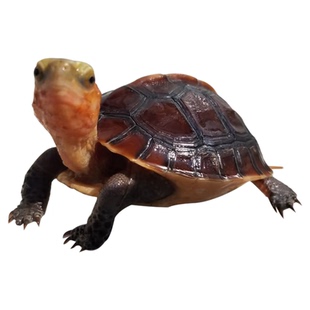 黄缘龟闭壳龟安缘幼龟龟苗观赏宠物乌龟活体网红龟纯种浙缘乌龟