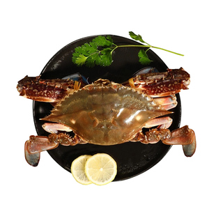 【保鲜不保活】青岛梭子蟹活海蟹新鲜海捕活发特大螃蟹梭飞蟹送礼