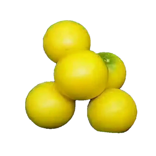 黄晶果树果苗嫁接苗黄金果苗久蜜冬蜜南北方种植庭院地栽四季结果