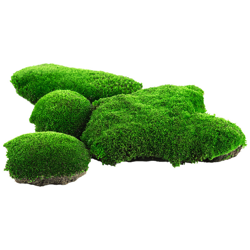 鲜活青苔山里花木苔藓微景观植物