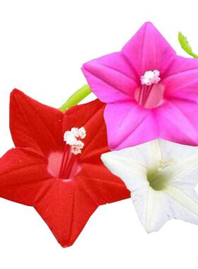 羽叶茑萝花种子开易庭院