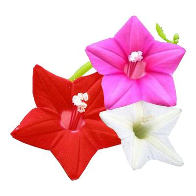 羽叶茑萝花种子开易庭院