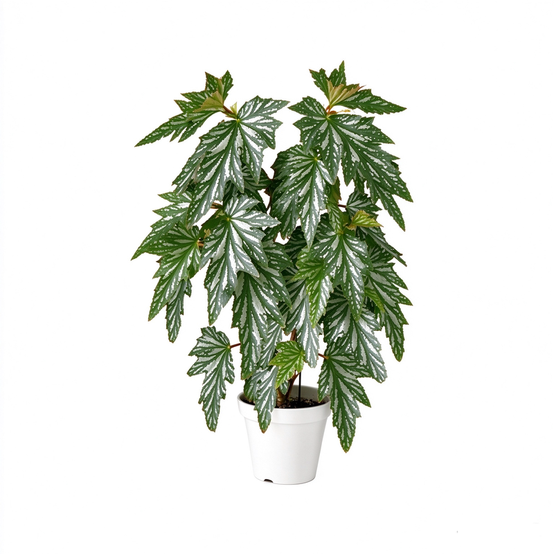 乌头杂 秋海棠  热植 ins风网红绿植盆栽室内阳欧式植物花卉
