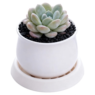 多肉植物小盆栽稀罕幼儿园趣味群生多头大株老桩办公室内绿植花卉