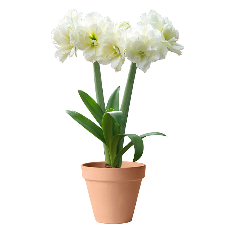 海蒂的花园成都朱顶红进口种球重种苗/半成品盆栽
