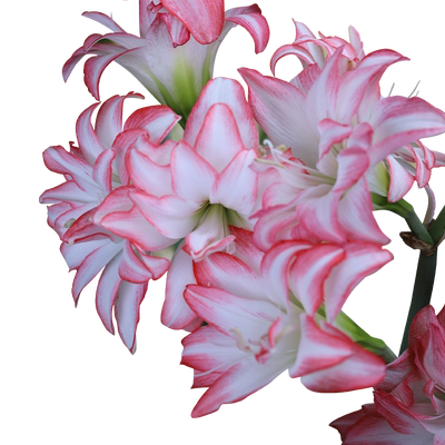 花孔雀朱顶红进口重瓣种球