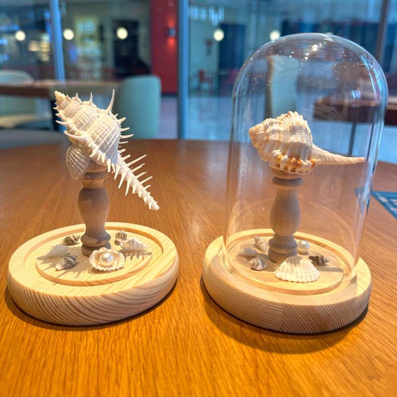 天然海胆壳贝壳小夜灯成品圣诞节新年礼物小diy创意摆件橱窗桌面