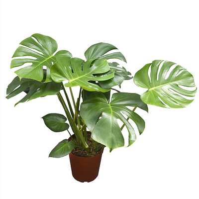 龟背竹室内绿植盆栽盆栽