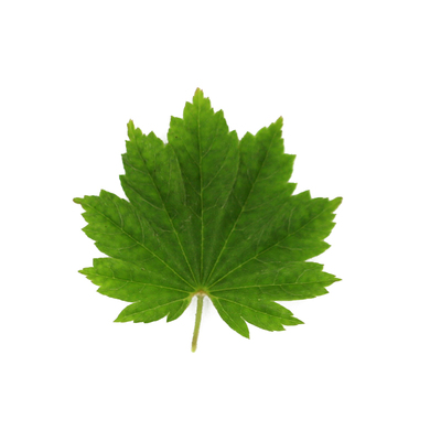 关之华严枫树团扇枫造型盆栽盆景