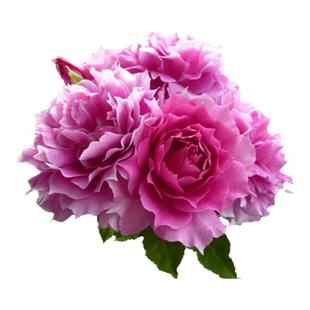 阳台盆栽微月季 超微 姬月季勤花小的月季花小苗枝可比针还细