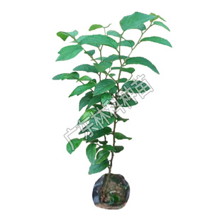 朴树树苗朴树苗朴树树苗朴树小苗占地苗工程绿化苗庭院行道树苗