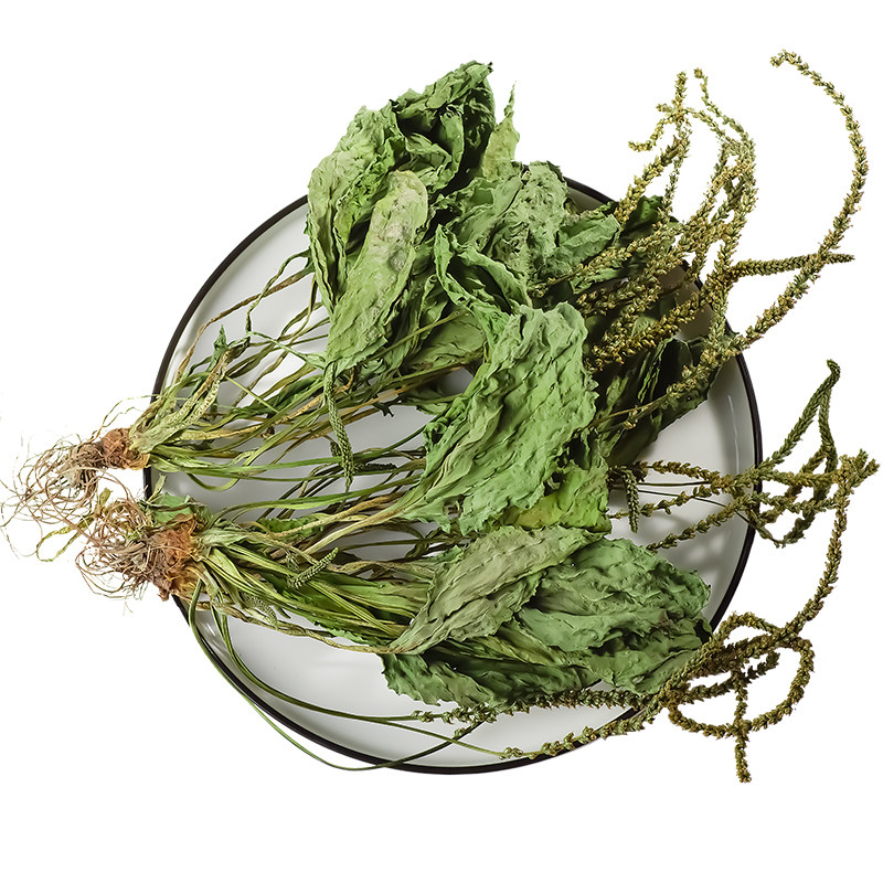 车前草野生新鲜中药材车前草切段泡水喝的功效新货搭蒲公英夏枯草