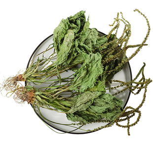 车前草野生新鲜中药材车前草泡水喝的功效与作用搭蒲公英夏枯草