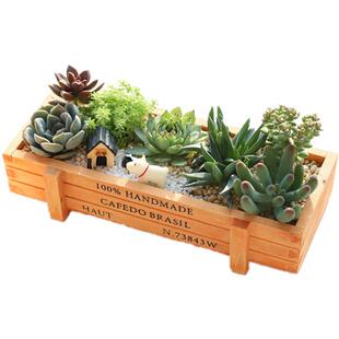 多肉植物组合盆栽含盆含土创意diy拼盘花盆肉肉植物室内绿植花卉