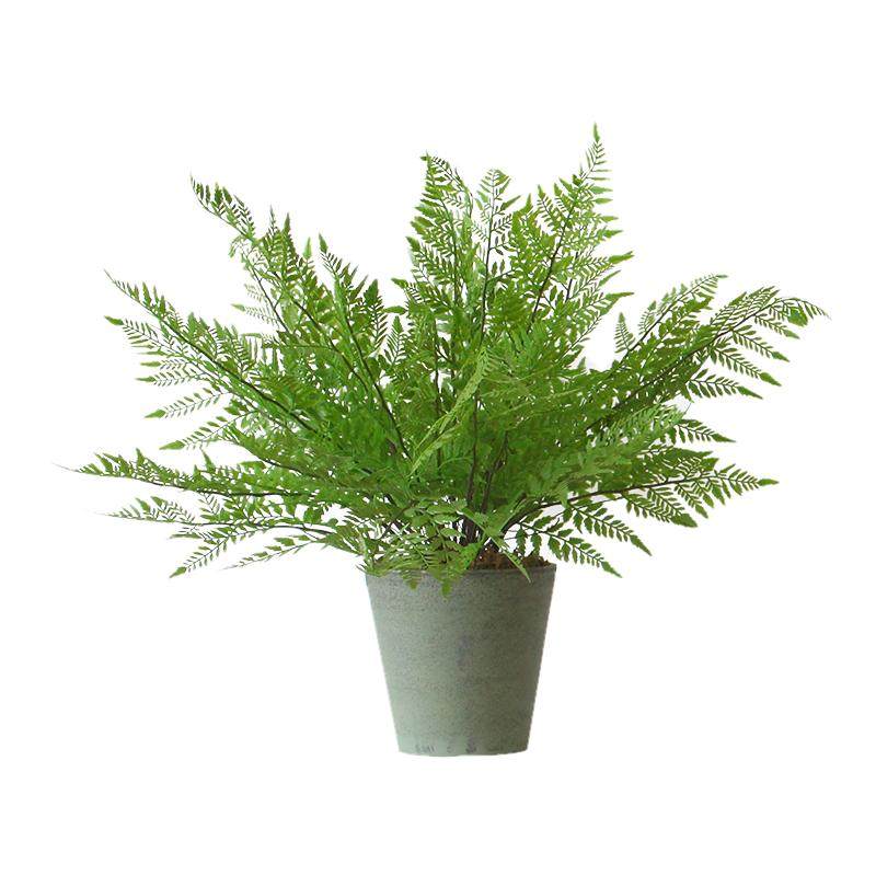 西西里仿真植物蕨草 基础款桌面绿植家居书柜隔板餐厅办公室摆件