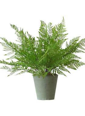 西西里仿真植物蕨草基础款桌面