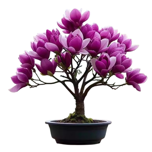 四季矮化玉兰花树苗盆栽花苗红玉兰花紫玉兰花树花卉庭院耐开花