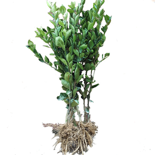 【正宗德庆皇帝柑苗】嫁接苗广东贡柑苗盆栽地栽南方植物桔子树苗