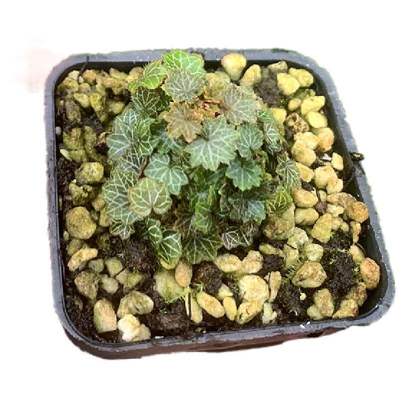 日本山野草姬雪之下 姬虎耳草 菖蒲草微型绿植小盆景多肉花卉室内