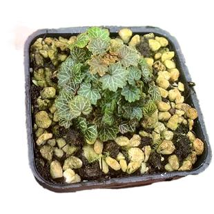 日本山野草姬雪之下 姬虎耳草 菖蒲草微型绿植小盆景多肉花卉室内