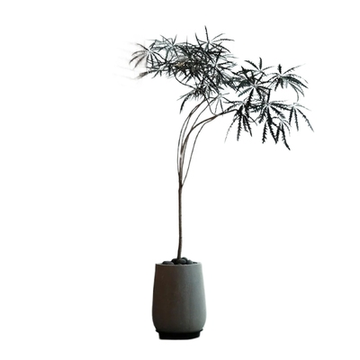 孔雀木造型绿植四季常青